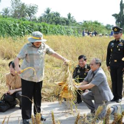 HRH Princess Maha Chakri Sirindhorn Harvests Rice at Chulachomklao Royal Military Academy